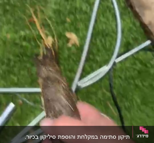יד מחזיקה שורש עץ ליד צינורות על דשא